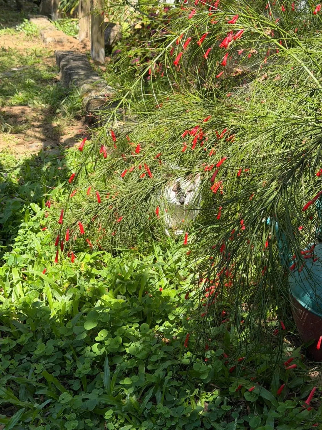 Jardim e flores